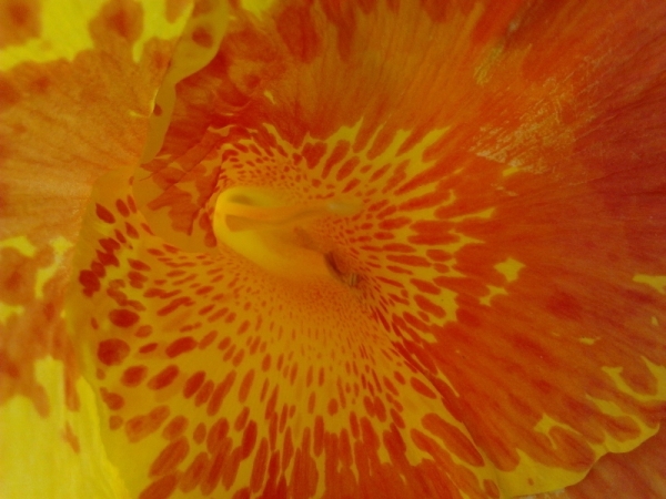 Orange by Dimas
